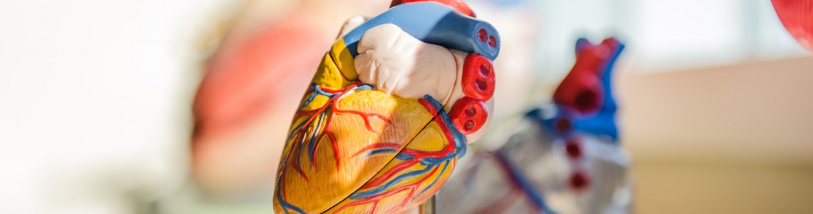 Cardiovascular & Antioxidants